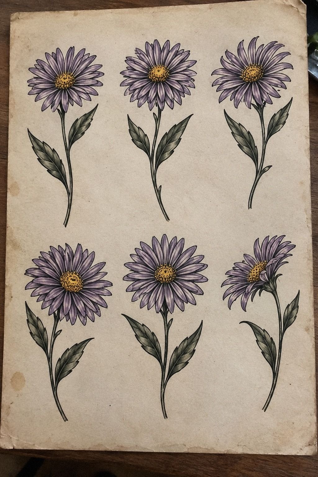 Fine Linework or Stronger Ink for a September Aster?